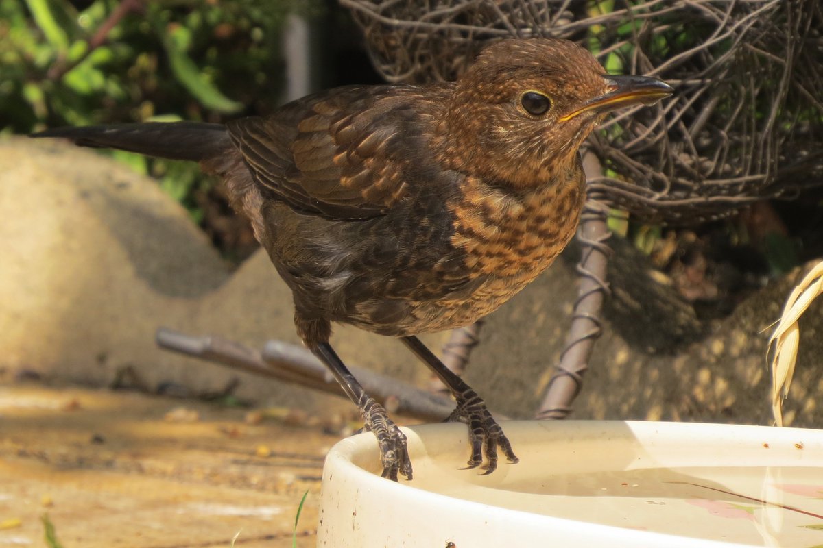 JUNESOBIE's tweet photo. Little dunnock, Robin, Young blackbird and collared dove in my garden this week.  Wishing you all a wonderful weekend, and hope its a bit cooler for you too, I`m off to do some gardening &amp; of course snapping a few birdie pics as well LOL https://t.co/qLYnL552Ak