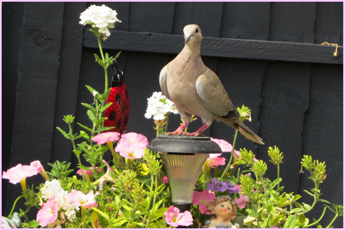 JUNESOBIE's tweet photo. Little dunnock, Robin, Young blackbird and collared dove in my garden this week.  Wishing you all a wonderful weekend, and hope its a bit cooler for you too, I`m off to do some gardening &amp; of course snapping a few birdie pics as well LOL https://t.co/qLYnL552Ak