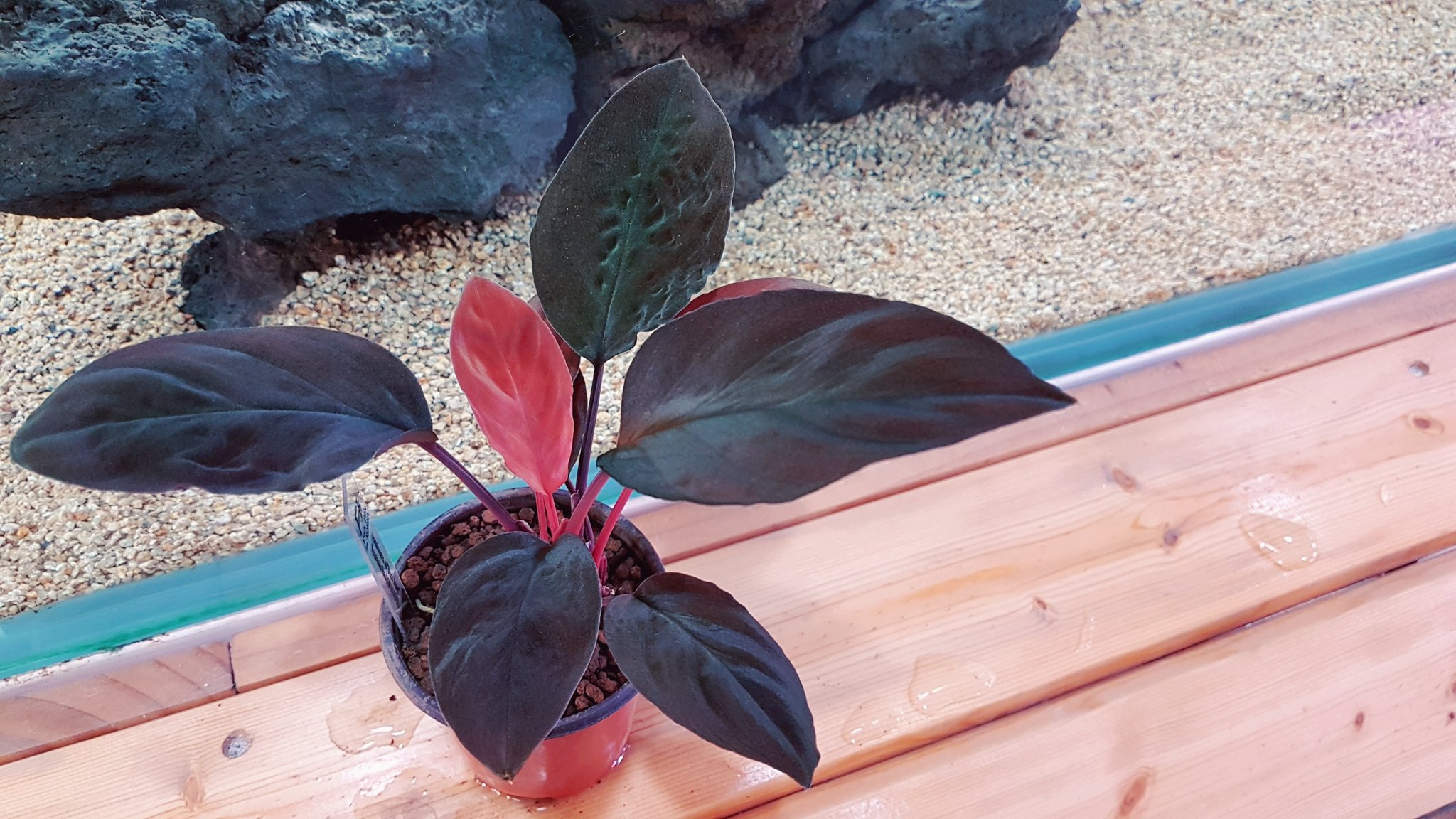 松Homalomena sp.\"Black Velvet\" [KN便]など 松Homalomena sp.