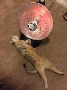 Oke, het regent en scheelt een stuk in temperatuur.
Maar ik heb het nog steeds bloedheet.