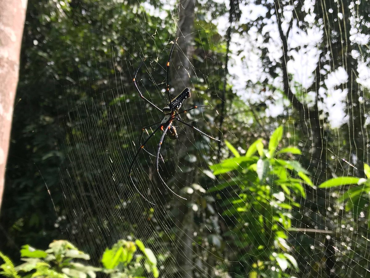 patrickjobst's tweet photo. Today we visited the #unesco world heritage site Sinharaja Rainforest https://t.co/id470plHki