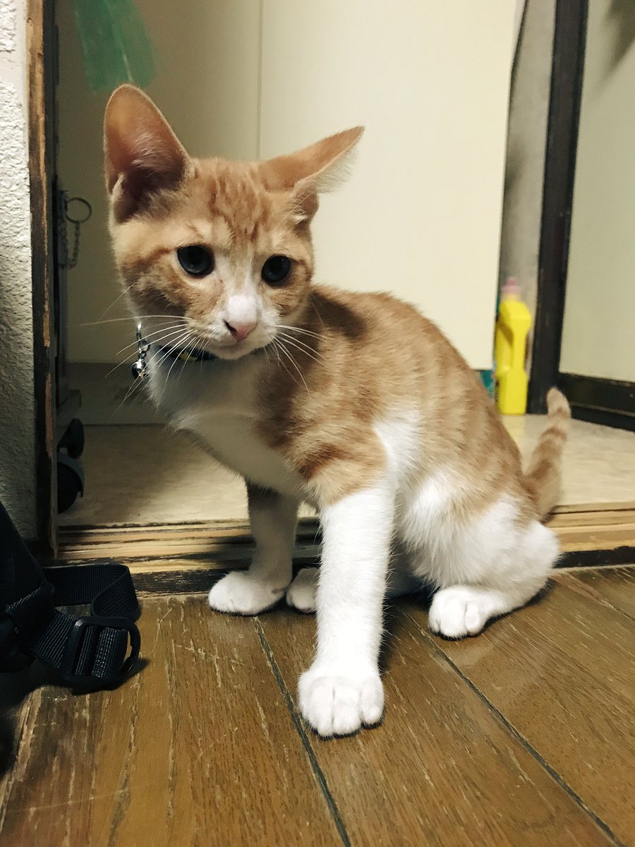 zuboppkun's tweet photo. 最近実家でも子猫を飼い始めたようで、今日はその子猫に会いに行きました。「一(はじめ)」という名前らしいです。通称「ハジー」です。笑
今まで猫に全く縁が無かったのに、今はこうやって猫と一緒に暮らしているということにまだ少し違和感がありますが毎日ほほえましいです。ありがとう、猫。【隆】 https://t.co/qFjAF0gJ6h