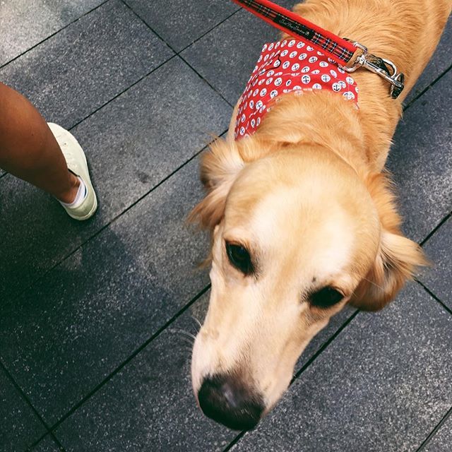 Beautiful #goldenretriever shopping for a new neckerchief @spitalfieldse1 🐾💕 #dogstall #dogfriendly #dogvisitors ift.tt/2K2QKWI