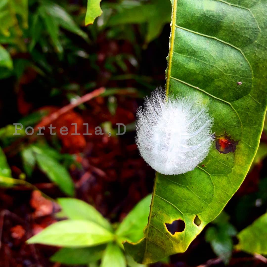 Dan_Portella's tweet photo. _Isochaetes beutenmuelleri_
Família: Limacodidae
:::
#lagarta #lagartas #grub #worm
#caterpillar #caterpie #artropoda
#artropode #lepidoptera #insecta #insetos #arthropods #arthropoda #Hexapoda #hexapod #inset #arthropod #mariposa #nofilter #entomology #bio
#inseto #spunglasses https://t.co/X6U14Tlkj6
