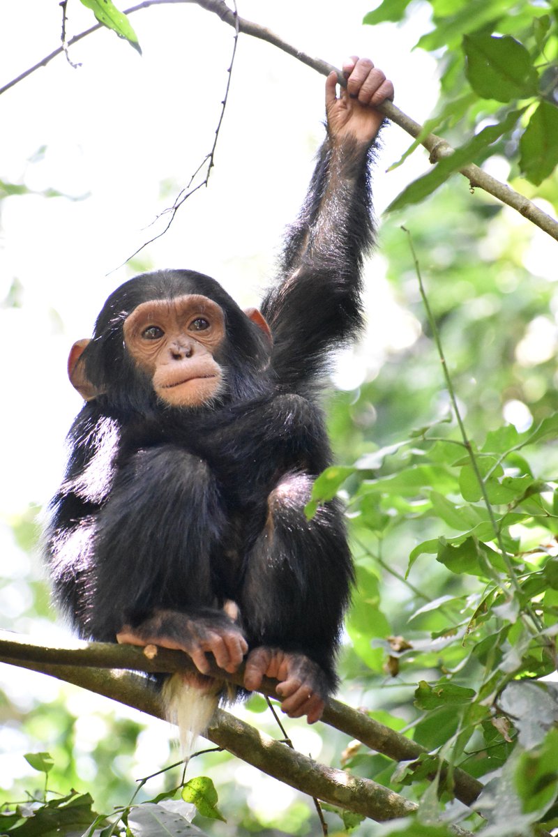 KrisSabbi's tweet photo. Wrapping up the #field season and leaving the chimps never seems to get any easier...so I let's take the edge off with one of my favorite new portraits. He may be a tiny #chimpfant but- when he's not playing- Lobo is deeply philosophical.  #fieldwork #fieldplay #BestJobEver #obvi https://t.co/A7zzzG0vaF