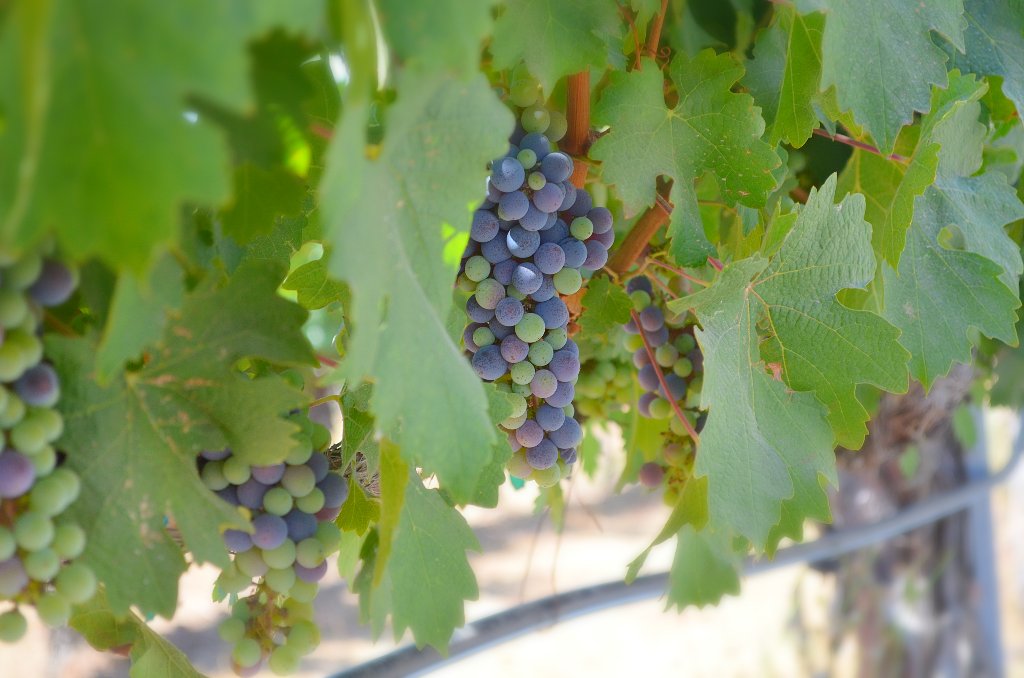 Wilson_Creek's tweet photo. #Varaison is one of the most important moments in a grapevine's annual #lifecycle. The #grapes turn from green to red and naturally begin to sweeten. It also occurs in #whitegrapes, but they simply become more translucent. This usually starts in late #July so come out and see it! https://t.co/5KeKTl9PrO