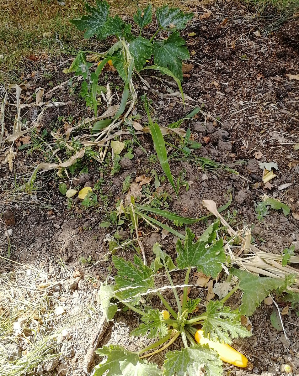 BillJBaker's tweet photo. A thing I learnt at #Botany2018: they grow much better #corn in Rochester, Minnesota than I do in London. What the heck happened while I was away? #allotmenttrauma #cornmurderer https://t.co/8HDuMmlkDa
