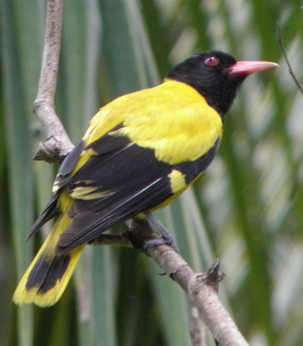 Flashes of yellow from a #BlackHeadedOriole, a particularly striking bird.

#bird #birds #birdlife #ornithology #birdwatching #feather #knowyourbirds #birdwatchers #mugiecamp #ekoriansmugiecamp #traveldiary #travelblog #traveldestination #touristdestination #birdwatchersparadise