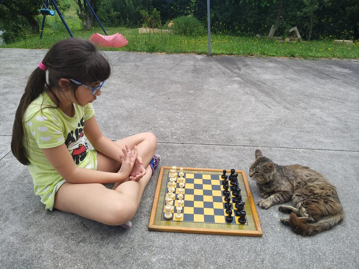 lunnariis_'s tweet photo. Mi hermana está intentando enseñar a mi gato a jugar al ajedrez y creo que es necesario compartir esta maravilla https://t.co/dLY6StoPol