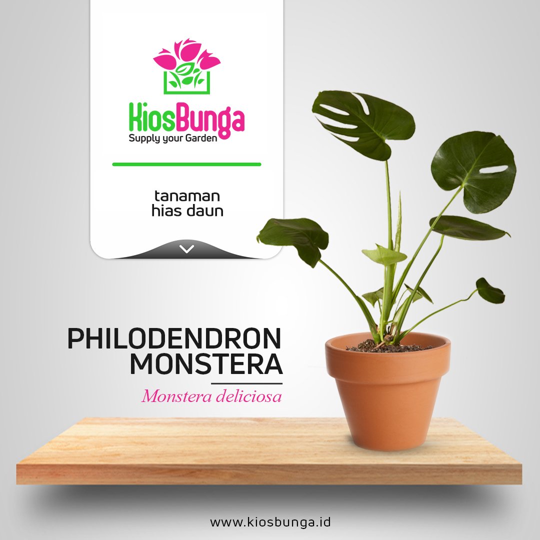 Nama internasional dari Philodendron Monstera adalah Split Leaf Philodendron, karena ciri khas yang dimilikinya adalah daunnya yang seakan terbelah, seperti ada jendelanya.

#tanaman #tanamanhiasdaun #monstera #kiosbunga #monsteraplant #tanamanmonstera