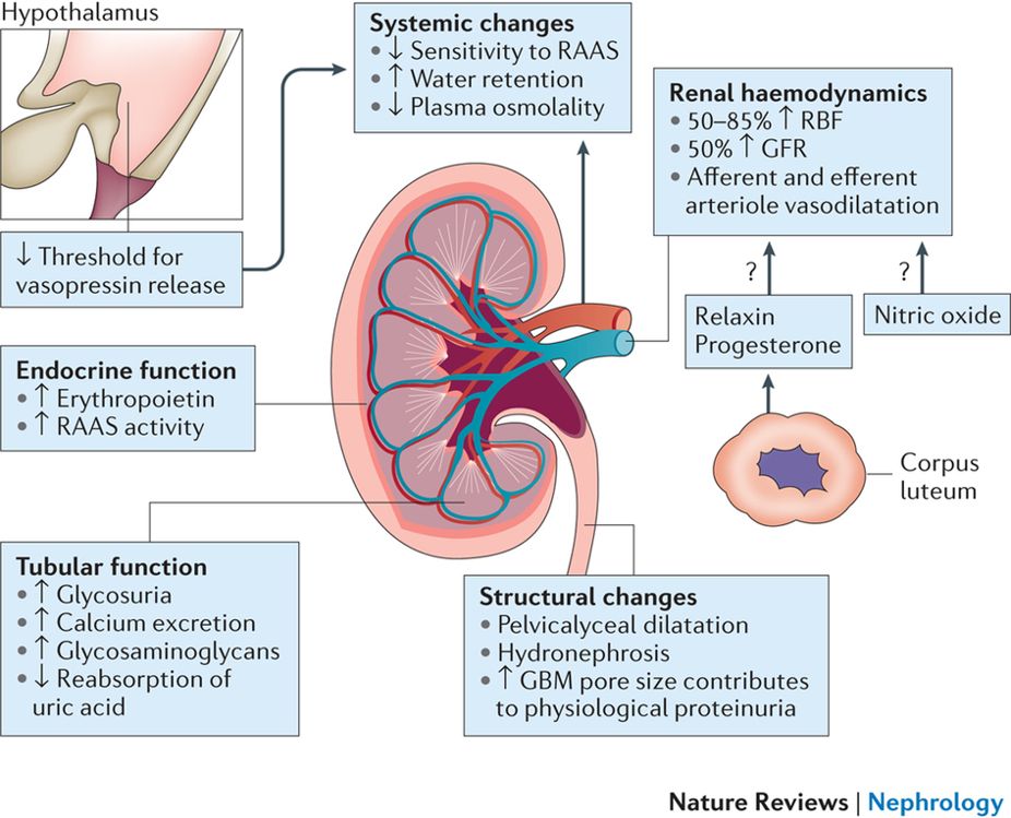 NatureRevNephrology on Twitter: "Physiological changes in the renal
