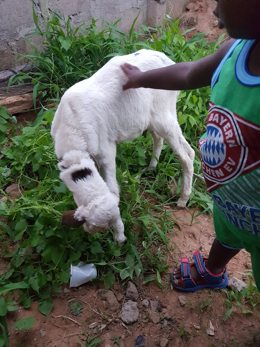 cham_moro's tweet image. Sheep eating grasses
