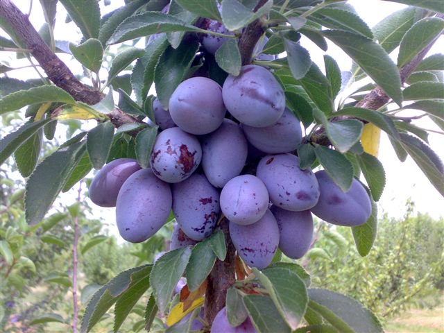 PieraBelfanti's tweet photo. Prugne #Ramassin #Piemonte
Quest'anno i due alberi della casa in campagna erano stracarichi; sono venuti anche i vicini a raccoglierne, ho poi fatto dei vasetti di marmellata profumatissima.
#Buonsabato https://t.co/7BapVNBj5j