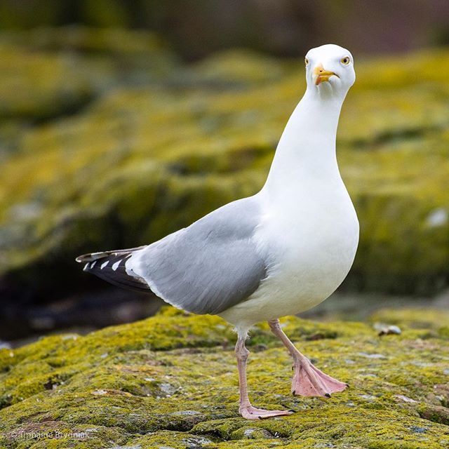 What’s that? The weather’s cooled down a bit? 😌 . . . #gull #sassy #sassybird #herringgull #bird #birb #birds #birding #birdlovers #birdsofinstagram #nikon #nature #naturereserve #nationaltrust #naturephotography #wildlife #wildlifephotography #seabi… ift.tt/2LWIHN8