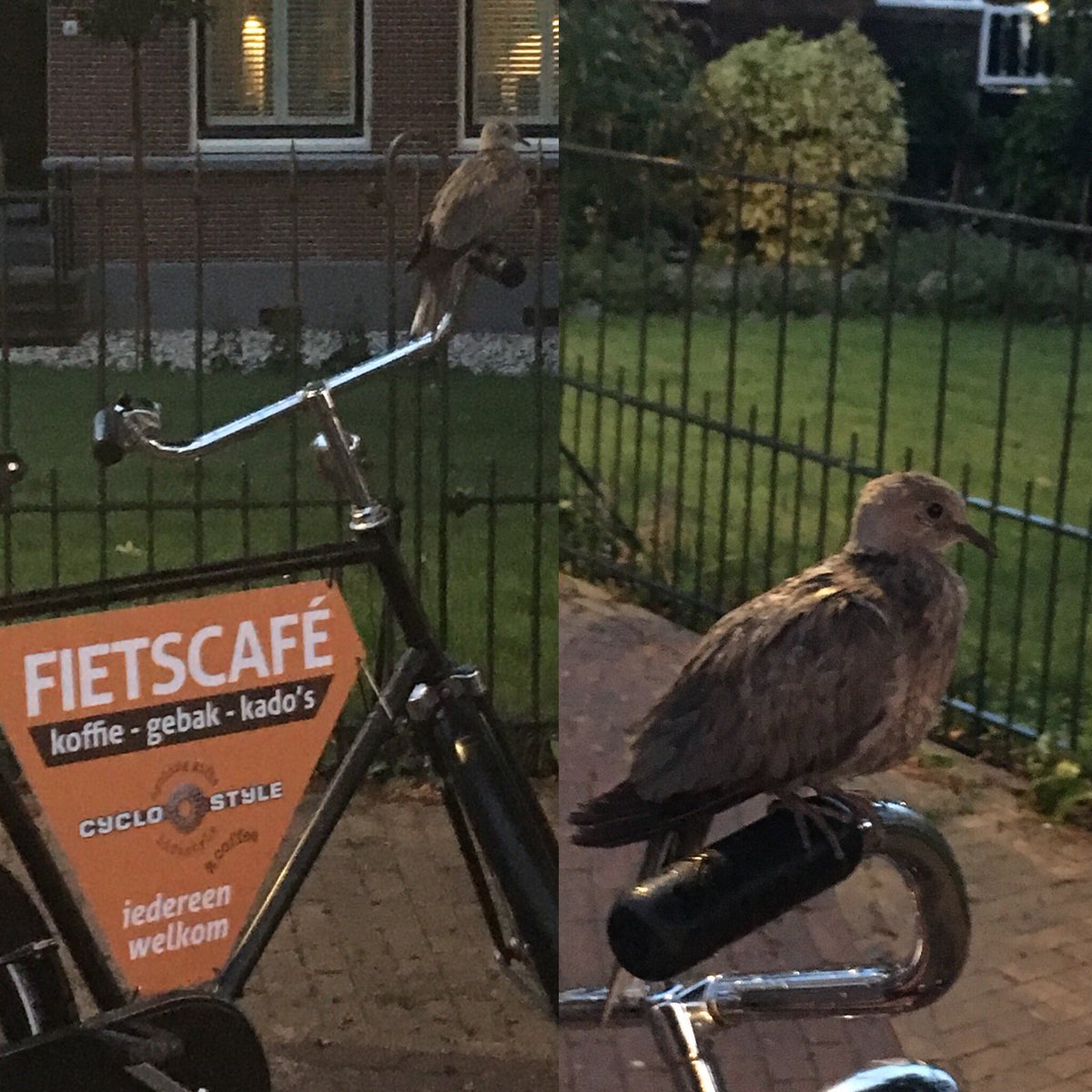 Yvonnefietst's tweet photo. Dit door de regen bevangen tortelduifje neemt ons bord wel heel letterlijk; iedereen welkom! 😂😍 #Cyclostyle #Fietscafé #kado https://t.co/GZmXSuGdnq