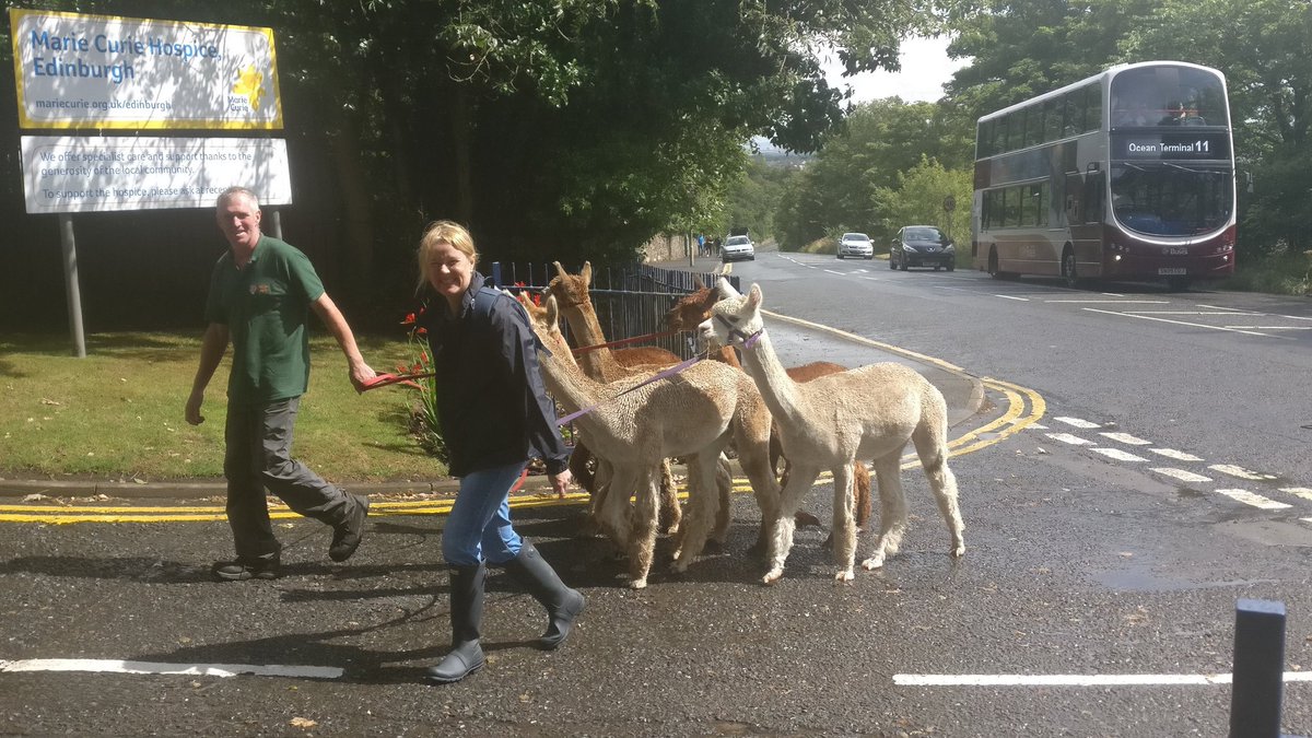 . <a href="/BobCatAlpacas/">BobCat Alpacas</a> arrive at our #Edinburgh hospice summer fete. Come along 2-4pm today!