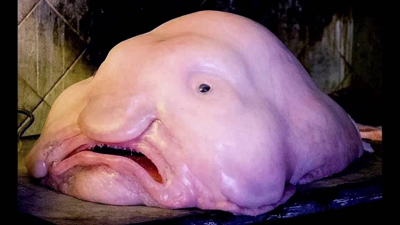 Can We Save the Blobfish or Is It Too Late? - Mibba