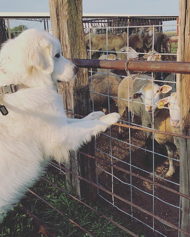 humphreythepyr's tweet photo. City dog making morning rounds on the farm #checkingthesheep #livestockguardiandoginthemaking #guardiandog #humphreythepyr #minnstagram #greatpyrenees #greatpyreneesofinstagram #greatpyrofig #pyreneanmountaindog #chiendemontagnedespyrénées #dogsofinstagr… https://t.co/goFxfKC0UE https://t.co/swVaprRhvA