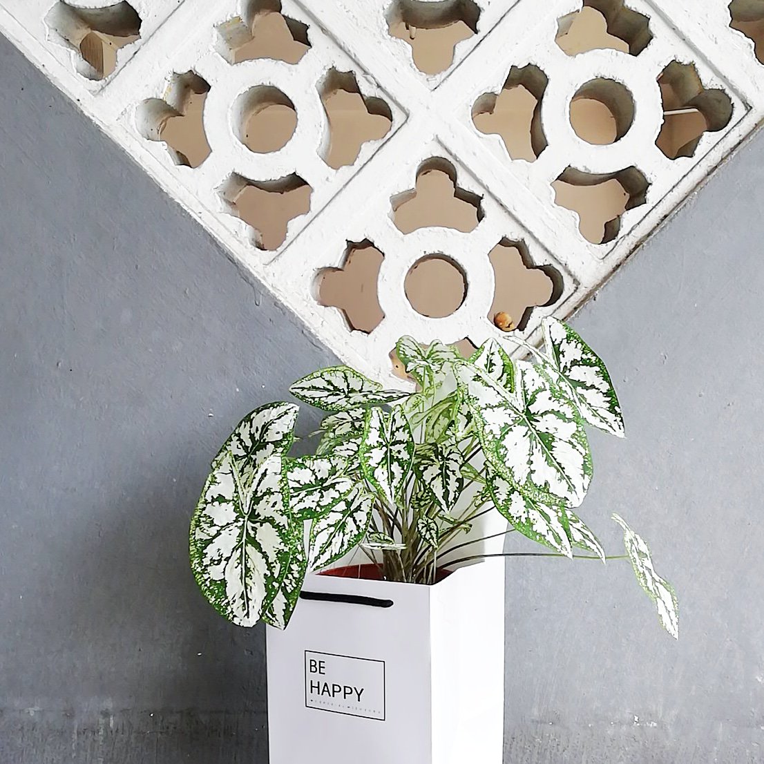 kluxorious's tweet photo. As promised, added 2 more plants for Growing Gift set. Can buy it for indoor plants as well https://t.co/I2abyYd51z