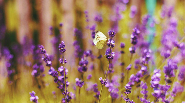 HomeStyleStoves's tweet image. It's too late to grow them this year but this is a great reminder for next year. Here are some brilliant summer #flowers that will transform your #garden. ow.ly/RYLm30l8fCp