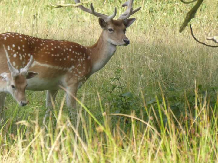 IceQueen1982's tweet photo. Deer in Tatten Park #Nature #deer #outdoor #naturephotography #naturelover #park #animals #tatten #Cheshire https://t.co/zZ09Sz9VpY