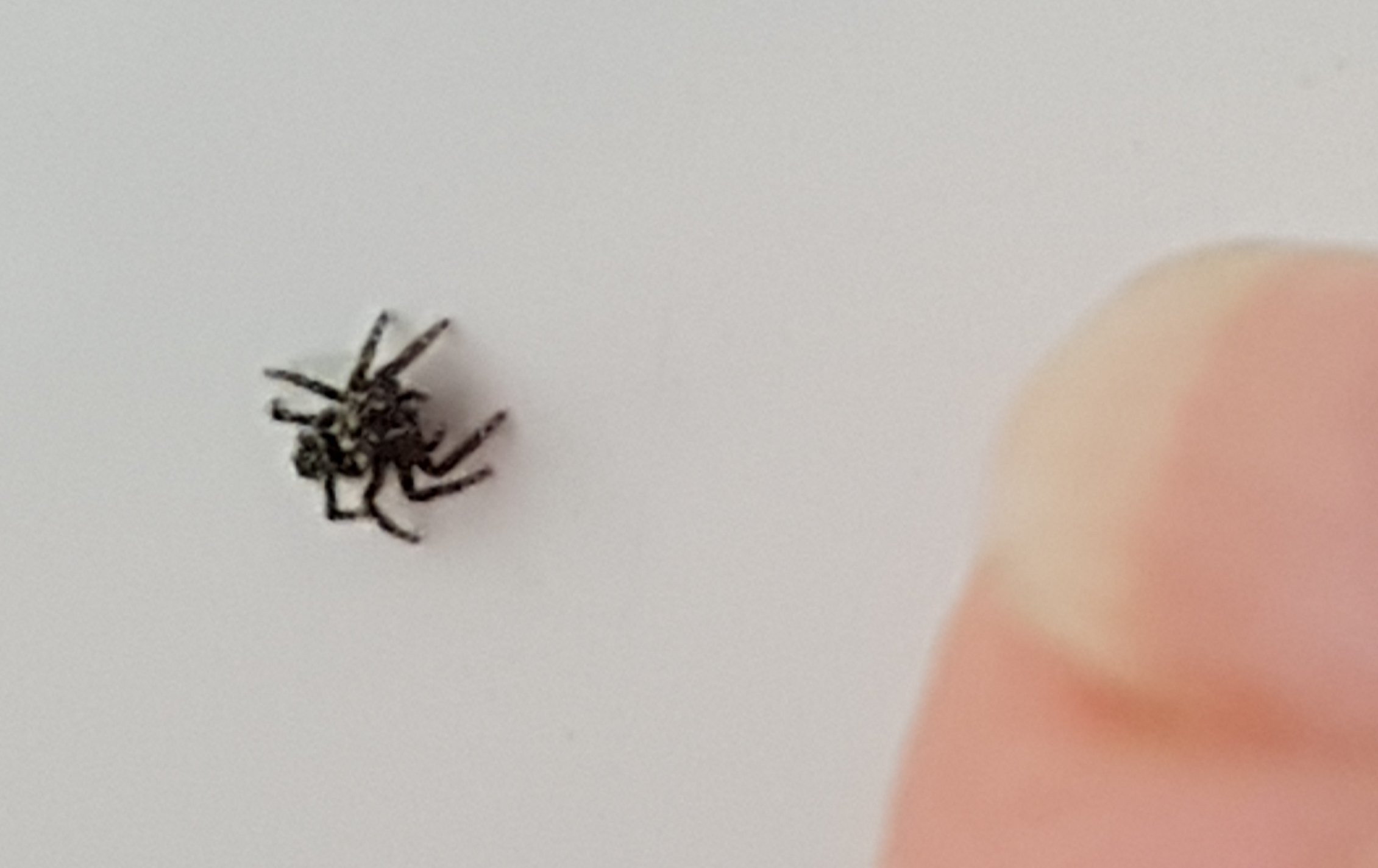 Baby House Spiders