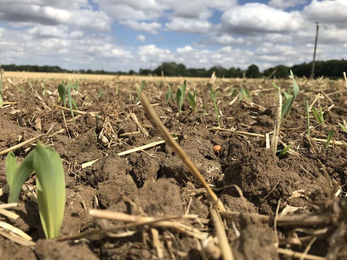 colchalkley's tweet photo. Late Maize and Keeper Relief from @Bright_Seeds jumping up after just 7 days from drilling. Fingers crossed🤞🏻it makes a #gamecover for the imminently arriving pheasant poults. #drought #currentlyraining #happydays https://t.co/JcBxrLde00