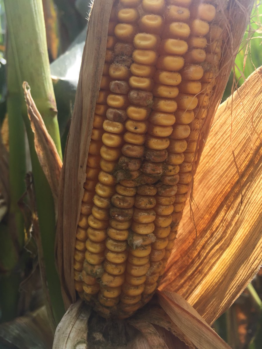 Timely harvest will be the key to avoiding ear mold problems if we don’t get some drying weather soon.