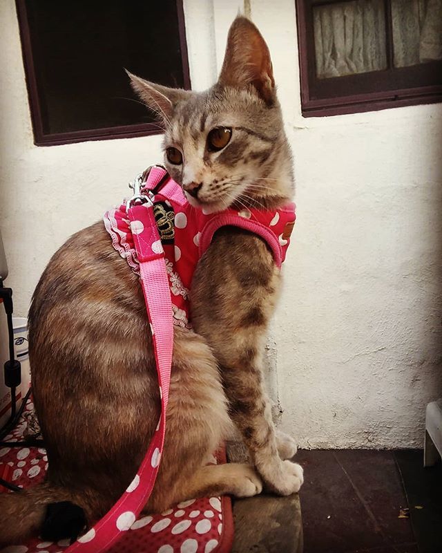 We have just been blessed with a truly amazing offer! All your donations will be FULLY matched, dollar for dollar!! Please donate to paypal.me/princessbob to help keep my family safe! We need YOU to share our story as far as it can go!  #meow #help #… instagram.com/p/Blx63xclFDK/