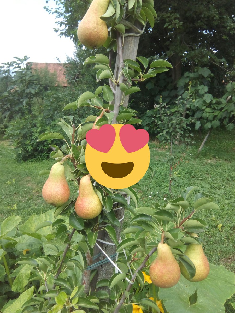 LabudSapic's tweet image. 