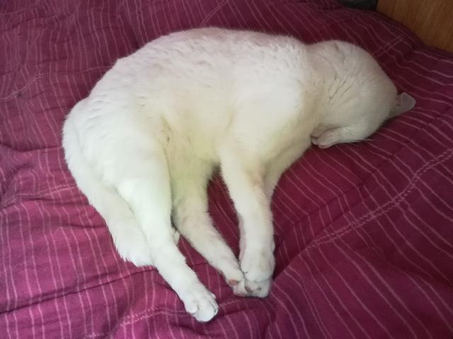 Alerte Animaux Perdu tweet media