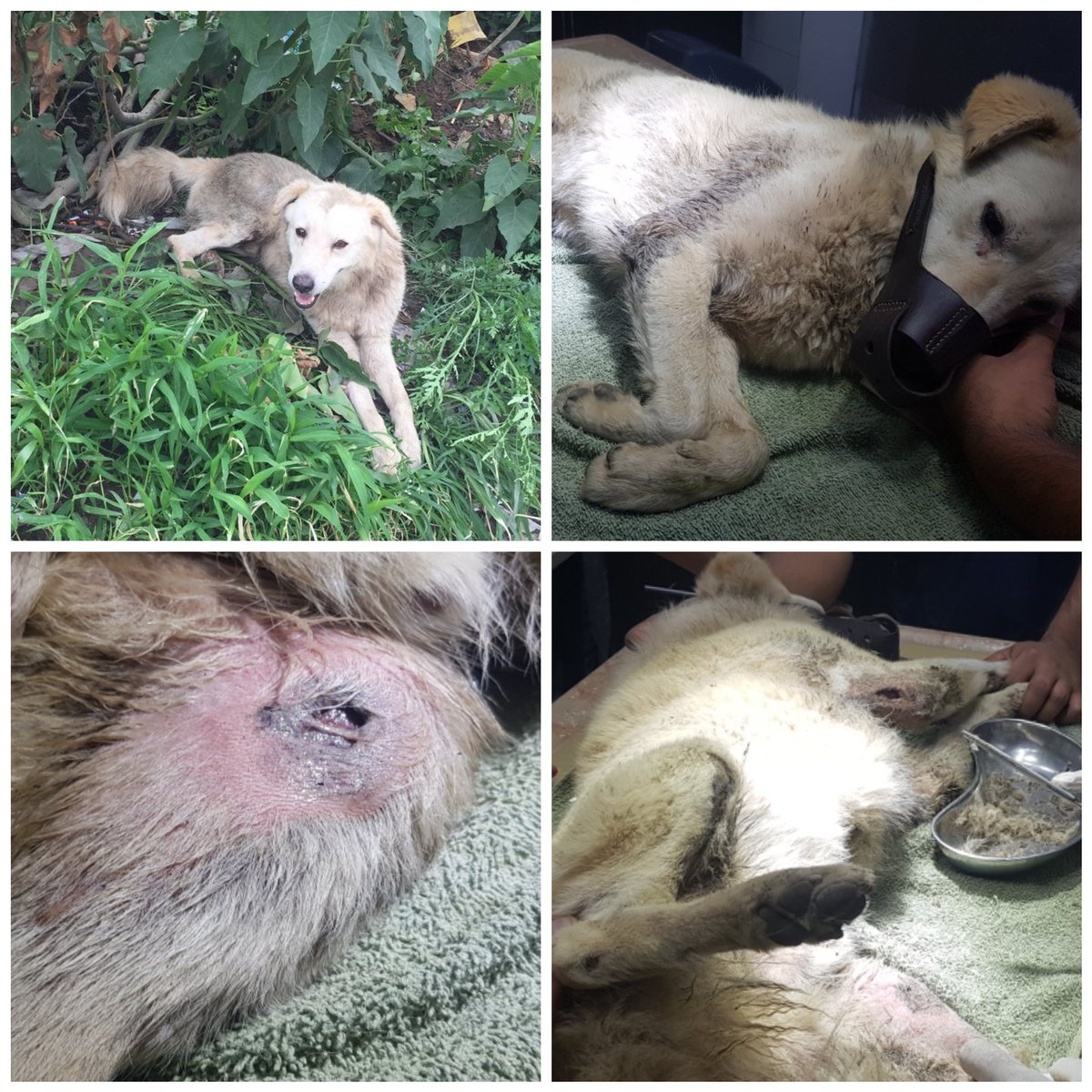 HWOAnimalRescue's tweet photo. RESCUED !
Another level of cruelty. Poor dog was tied to tractor trolley. wounds are so deep and infested with maggots. hind legs are fractured.
RT & spread the word help us in raising support
Donate at PayPal helpwelfareorg.pk@gmail.com
#StrayDogsOfPakistan #HWOAnimalRescue https://t.co/292o2aeeCj