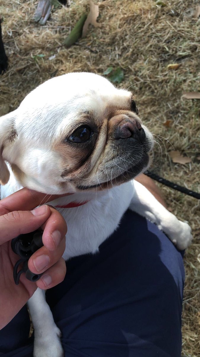 danielhoneywell's tweet photo. @WF4Dogs White Pug found in Millfields Park.  Please contact me if she is yours or you know her owner https://t.co/LRQqPDHpD3