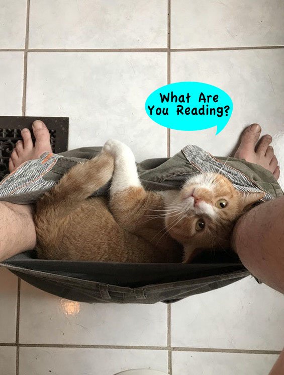Dogs & Cats go Hollywood Creates Funny Cats & Dogs tweet media