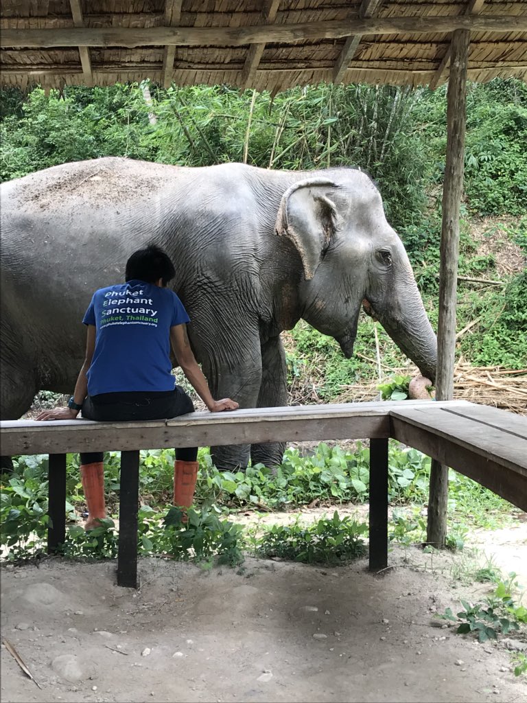 PavoPortraits's tweet photo. What a fantastic morning @PESElephant and it was so amazing to see so many happy elephants! Such an inspiring cause rescuing elephants into a happy retirement 🐘🌴🐘🌿🐘🍉🍍#elephant #Sanctuary #happy #Thailand #Phuket #amazing #Elephants #peaceful #photography https://t.co/owG5aNkKm3