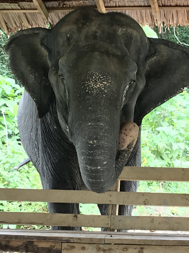 PavoPortraits's tweet photo. What a fantastic morning @PESElephant and it was so amazing to see so many happy elephants! Such an inspiring cause rescuing elephants into a happy retirement 🐘🌴🐘🌿🐘🍉🍍#elephant #Sanctuary #happy #Thailand #Phuket #amazing #Elephants #peaceful #photography https://t.co/owG5aNkKm3