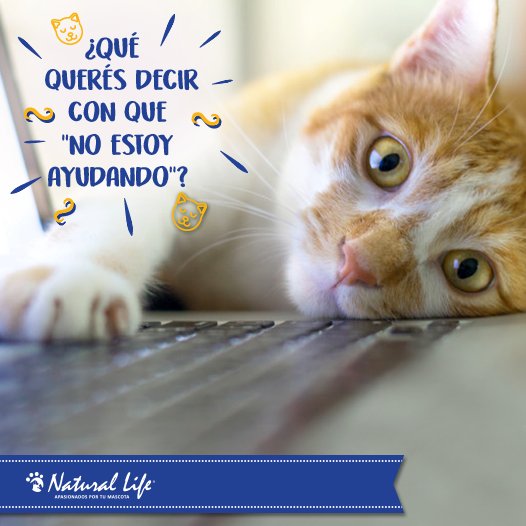 Natural Life Pet tweet media