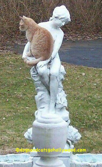 Dogs & Cats go Hollywood Creates Funny Cats & Dogs tweet media