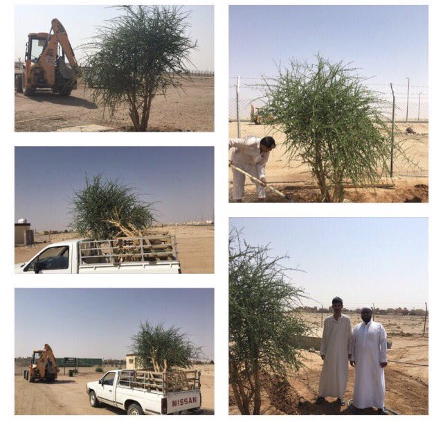 Ibn_oqail's tweet photo. #وليد_العطني البيئي الشامل ينقذ الأشجار من الهلاك ، وينقل الأشجار لحمايتها ، ويزرع الأشجار في المشتل ، ويوزع للراغبين في الغرس ، ويقود حملات الغرس داخل المدينة وخارجها ، ويشارك في الحراك البيئي في عموم الوطن 
تعجز الكلمات عن وصف ابن #محافظة_الرس الوفي . https://t.co/WRylqT4FOE