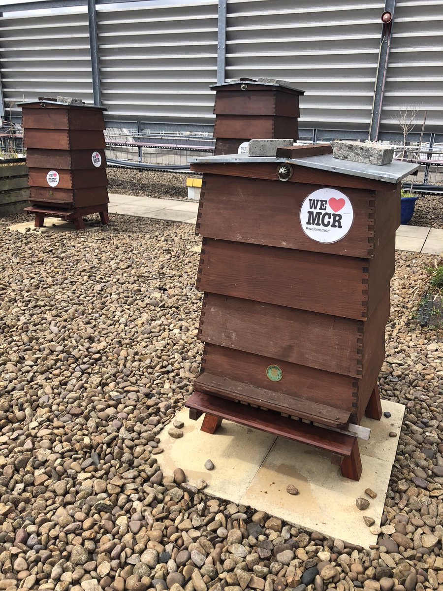 CityCo's tweet photo. Fascinating tour of @The_Printworks roof top bee hives! 🐝 

#BeeInTheCity #BeeintheCityMCR #BeeWeekender @ManchesterBID https://t.co/P6f4CGFiz9