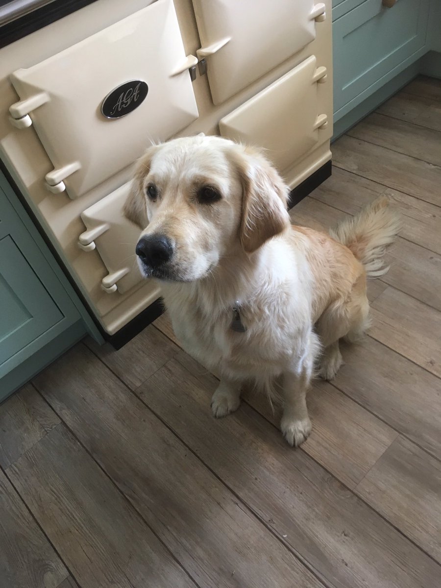 SarasCottage's tweet image. Miss Peggy modelling for @AGACookshop #samecolour @TheGoodDogGuide