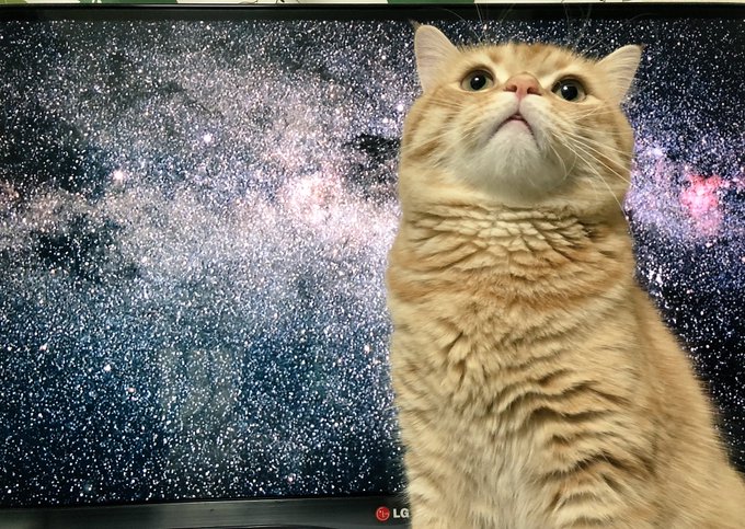 宇宙猫