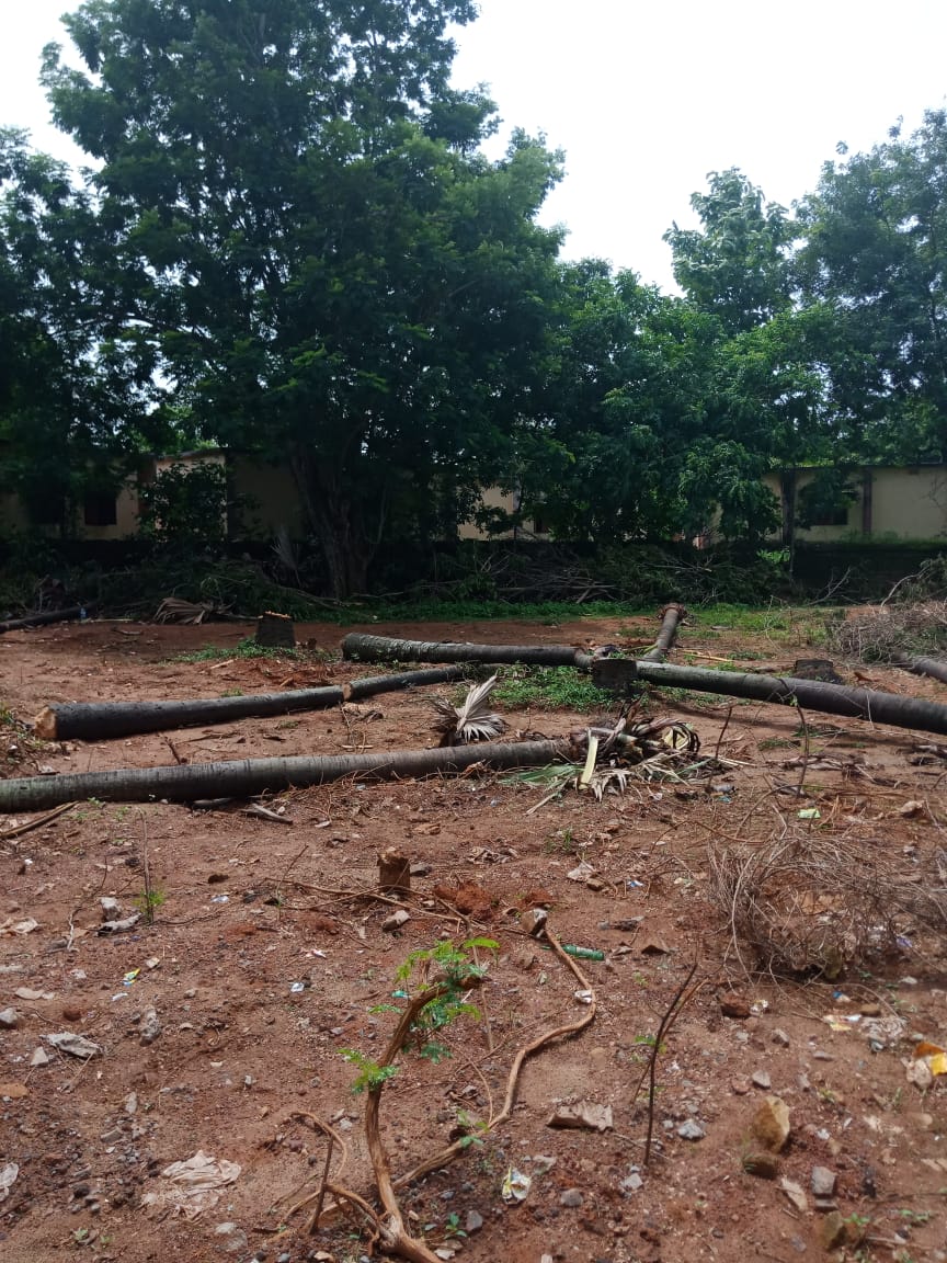 dharitri's tweet photo. Palm jaggery co-operative office has many trees felled. Who has done this? While Smart City Bhubaneswar plans to take on a massive plantation drive to prevent urban floods, why is this happening? @CMO_Odisha @BDA_BBSR @bmcbbsr @BBSRBuzz let's all he responsible and accountable! https://t.co/yz1UA0eiCY