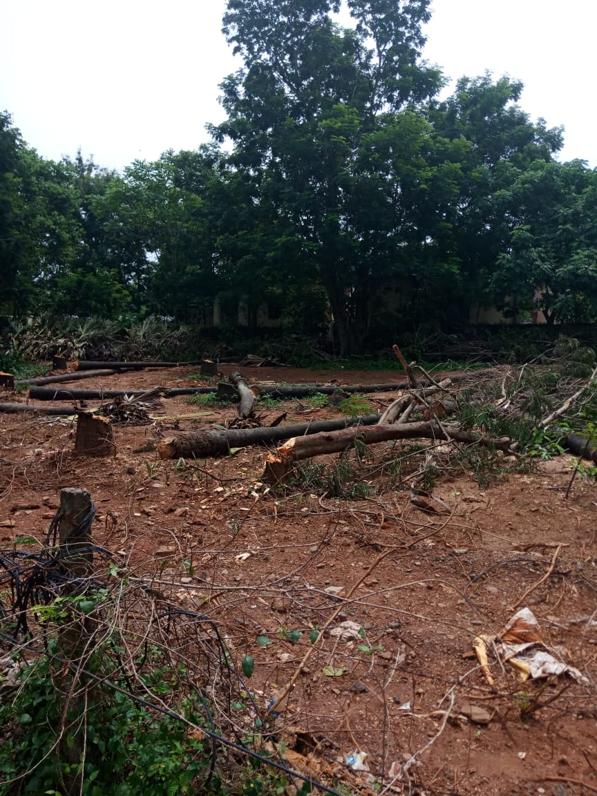 dharitri's tweet photo. Palm jaggery co-operative office has many trees felled. Who has done this? While Smart City Bhubaneswar plans to take on a massive plantation drive to prevent urban floods, why is this happening? @CMO_Odisha @BDA_BBSR @bmcbbsr @BBSRBuzz let's all he responsible and accountable! https://t.co/yz1UA0eiCY