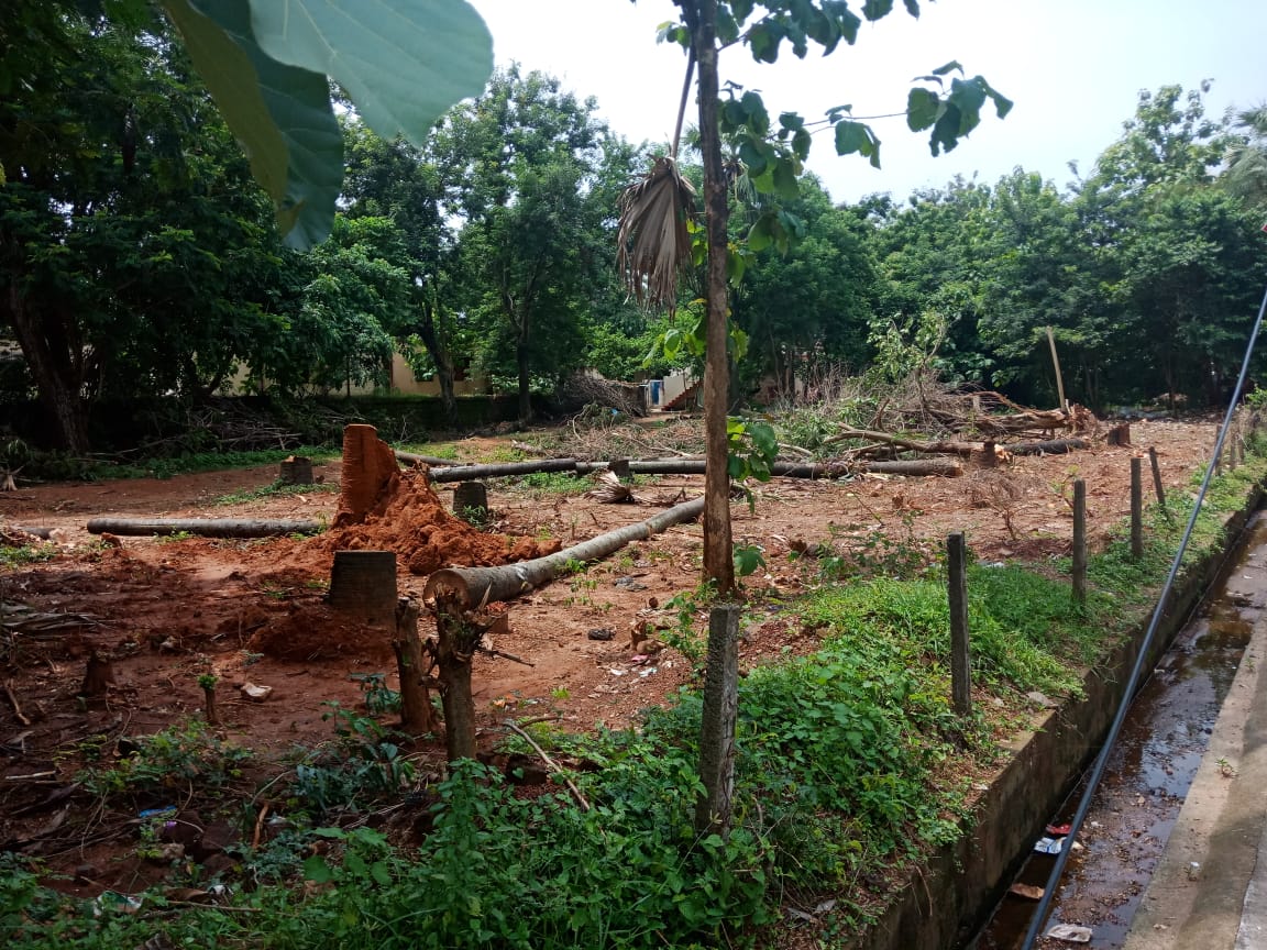 dharitri's tweet photo. Palm jaggery co-operative office has many trees felled. Who has done this? While Smart City Bhubaneswar plans to take on a massive plantation drive to prevent urban floods, why is this happening? @CMO_Odisha @BDA_BBSR @bmcbbsr @BBSRBuzz let's all he responsible and accountable! https://t.co/yz1UA0eiCY