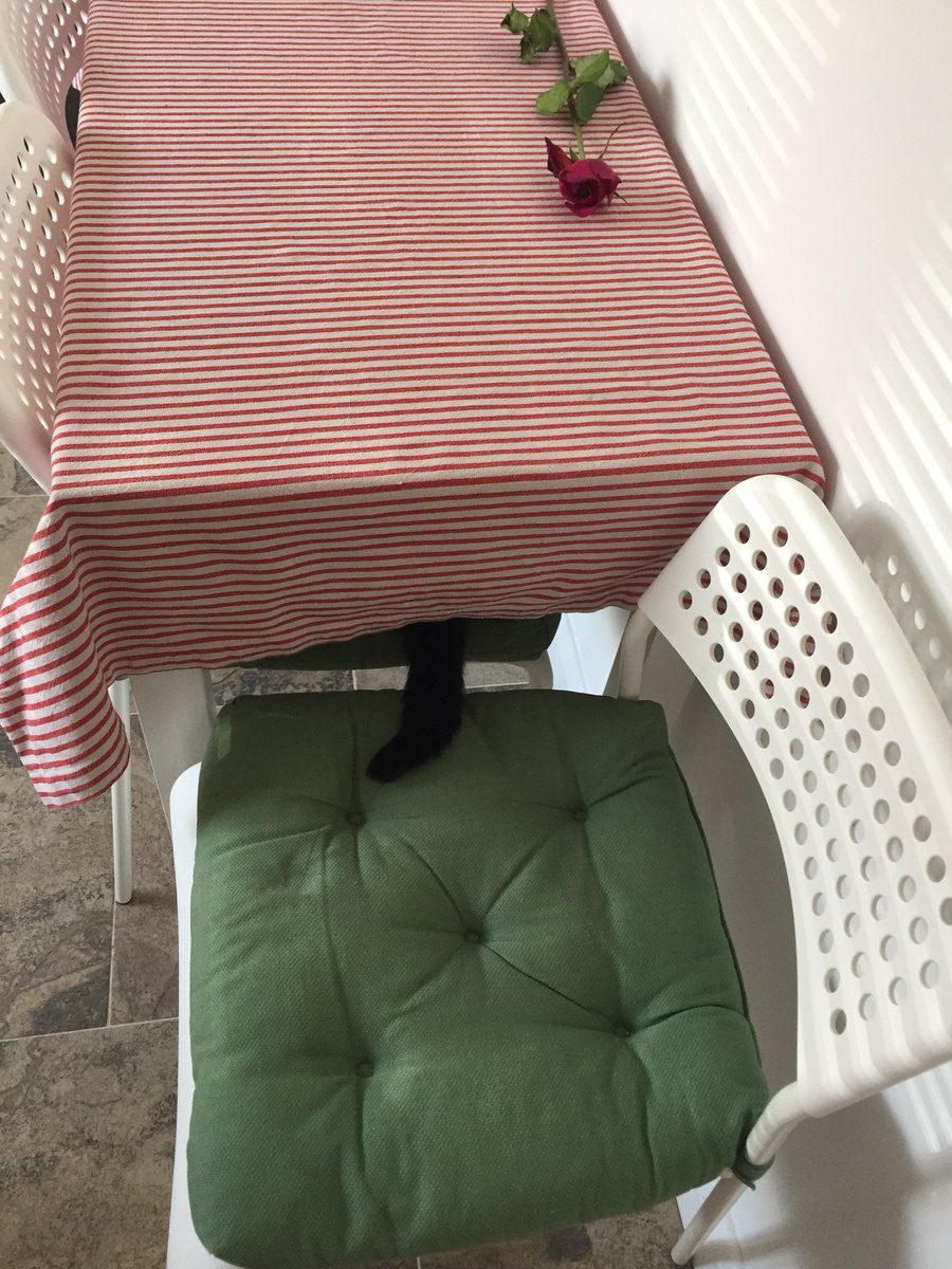 cat_patch's tweet image. Has anyone seen Patch?