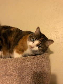 AlleyCatAngelTX's tweet photo. The return of Marilyn today at our Adoption Event. We love this little girl but we don't want to keep her. Give this darling a new home. https://t.co/hFOHKIsa0h