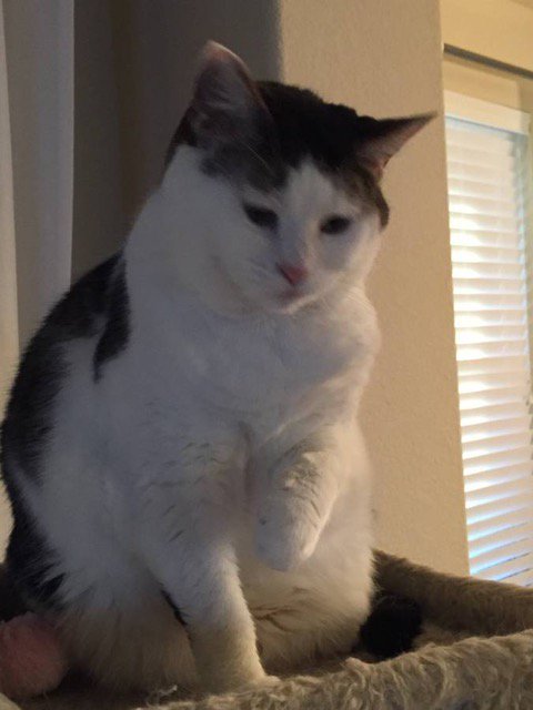 AlleyCatAngelTX's tweet photo. Belle and Bliss are looking to share the love.  Give these girls a warm lap to share. https://t.co/MurC3lwjBq