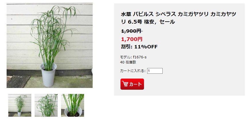 あなたの同人誌はどこから パピルスを栽培し製紙するところから始める人 現る パピルスで最強の蓮メリ本を作るぞ Togetter あなたの同人誌はどこから パピルスを栽培し製紙するところから始める人 現る パピルスで最強の蓮メリ本を作るぞ Togetter