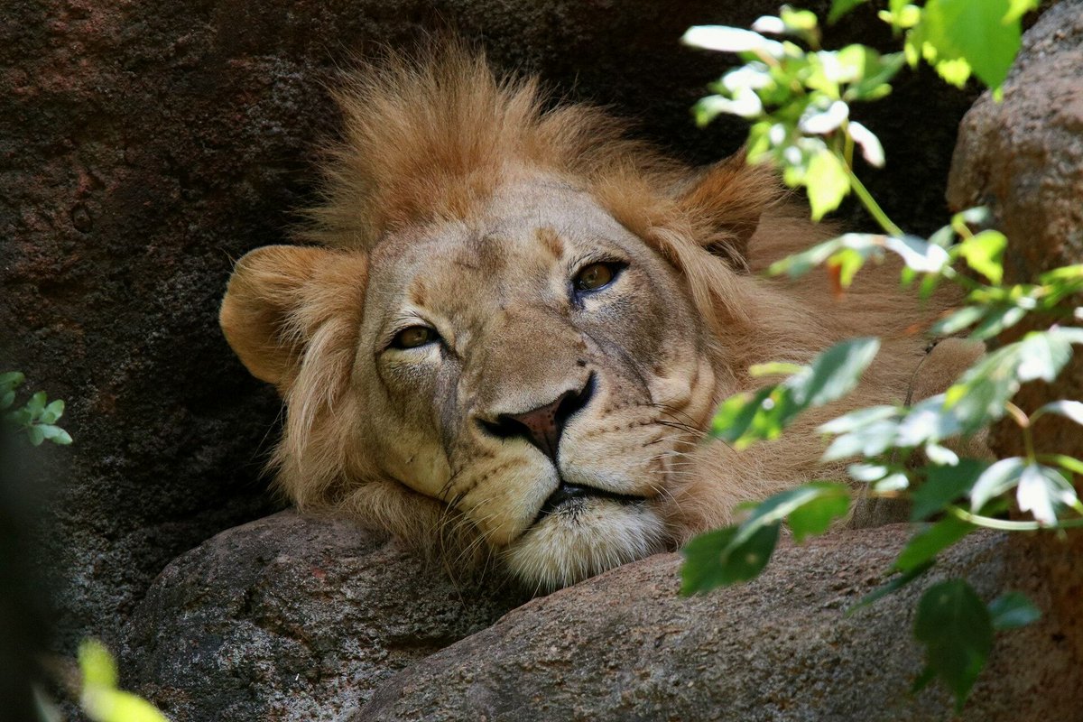The horrors of zoos from around the world The horrors of zoos from around the world